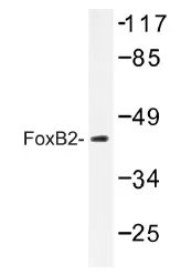 FOXB2 Rabbit Polyclonal Antibody - image 1