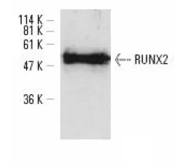 RUNX2 Rabbit Polyclonal Antibody - image 1