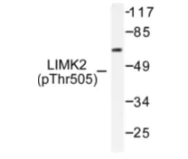 LIM kinase 2 (LIMK2) pThr505 Rabbit Polyclonal Antibody - image 1