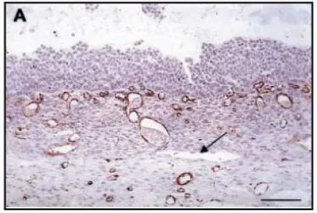 FGF2 Rabbit Polyclonal Antibody - image 1