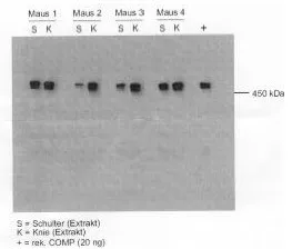 Comp Chicken Polyclonal Antibody - image 1