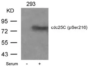 CDC25C Rabbit Polyclonal Antibody - image 1