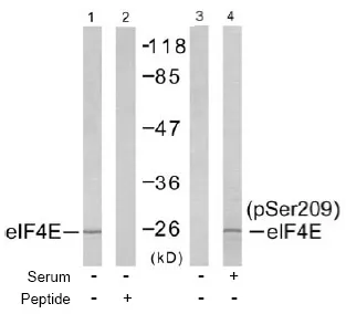 EIF4E pSer209 Rabbit Polyclonal Antibody - image 1