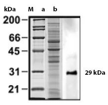 MYD88 Rabbit Polyclonal Antibody - image 1