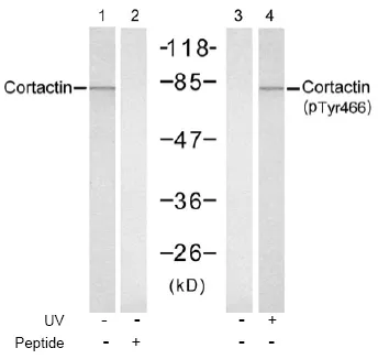 Cortactin pTyr466 Rabbit Polyclonal Antibody - image 1