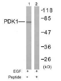 PDPK1 Rabbit Polyclonal Antibody - image 1