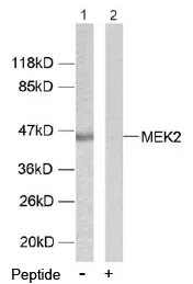 MEK2 (MAP2K2) Rabbit Polyclonal Antibody - image 1