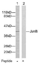 JUNB Rabbit Polyclonal Antibody - image 1