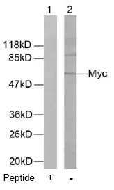 c-Myc (MYC) Rabbit Polyclonal Antibody - image 1