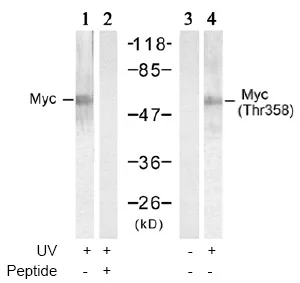 c-Myc (MYC) Rabbit Polyclonal Antibody - image 1