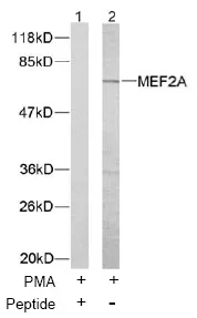 MEF2A Rabbit Polyclonal Antibody - image 1