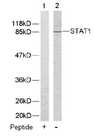 STAT1 Rabbit Polyclonal Antibody - image 1