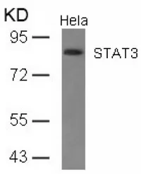 STAT3 Rabbit Polyclonal Antibody - image 1