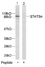 STAT5A Rabbit Polyclonal Antibody - image 1