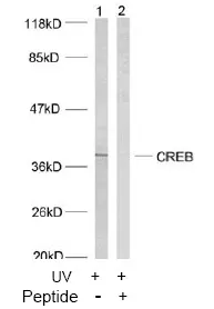 CREB1 Rabbit Polyclonal Antibody - image 1