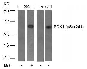 PDPK1 pSer241 Rabbit Polyclonal Antibody - image 1