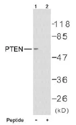 PTEN Rabbit Polyclonal Antibody - image 1