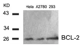 BCL2 Rabbit Polyclonal Antibody - image 1