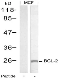 BCL2 Rabbit Polyclonal Antibody - image 1