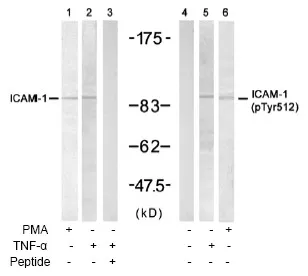 ICAM1 Rabbit Polyclonal Antibody - image 1