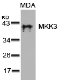 MEK3 (MAP2K3) Rabbit Polyclonal Antibody - image 1
