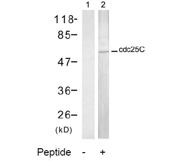 CDC25C Rabbit Polyclonal Antibody - image 1