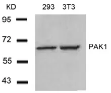 PAK1 Rabbit Polyclonal Antibody - image 1
