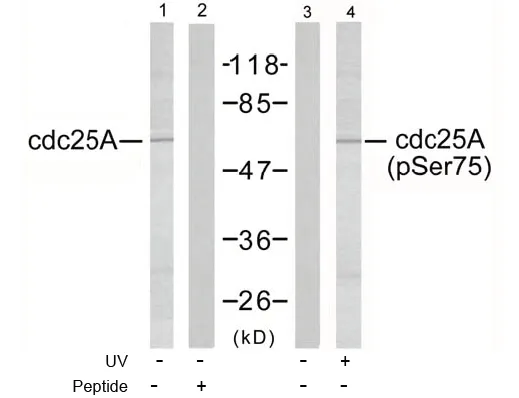 CDC25A Rabbit Polyclonal Antibody - image 1