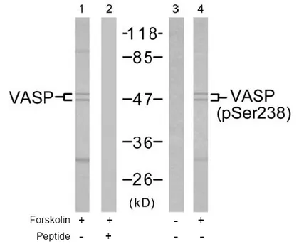 VASP Rabbit Polyclonal Antibody - image 1