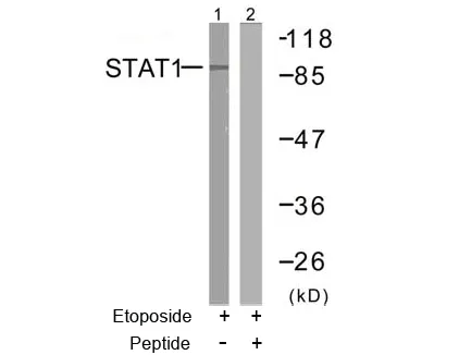 STAT1 Rabbit Polyclonal Antibody - image 1