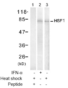 HSF1 Rabbit Polyclonal Antibody - image 1