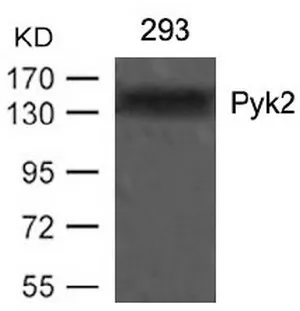 PYK2 (PTK2B) Rabbit Polyclonal Antibody - image 1