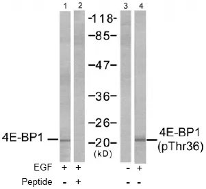 EIF4EBP1 Rabbit Polyclonal Antibody - image 1