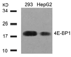 EIF4EBP1 Rabbit Polyclonal Antibody - image 1