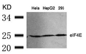 EIF4E Rabbit Polyclonal Antibody - image 1