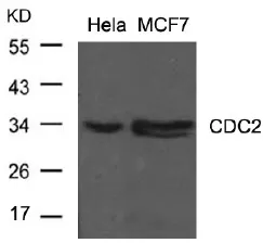CDK1 Rabbit Polyclonal Antibody - image 1