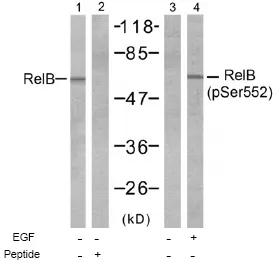 Rel B (RELB) Rabbit Polyclonal Antibody - image 1