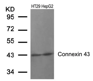 GJA1 Rabbit Polyclonal Antibody - image 1