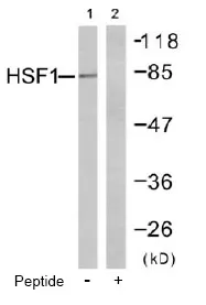 HSF1 Rabbit Polyclonal Antibody - image 1