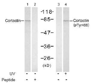 Cortactin Rabbit Polyclonal Antibody - image 1