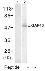 GAP43 Rabbit Polyclonal Antibody - image 1