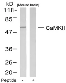 CAMK2A Rabbit Polyclonal Antibody - image 1