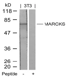 MARCKS Rabbit Polyclonal Antibody - image 1