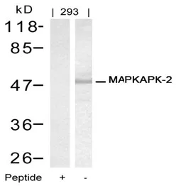 MAPKAP Kinase 2 (MAPKAPK2) Rabbit Polyclonal Antibody - image 1