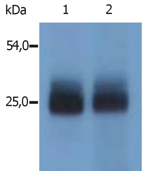 Lat2 Rabbit Polyclonal Antibody - image 1