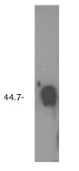 Sphingosine 1 phosphate phosphatase 2 (SGPP2) Rabbit Polyclonal Antibody - image 1