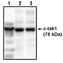 MARK3 Sheep Polyclonal Antibody - image 1