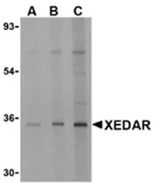 EDA2R Rabbit Polyclonal Antibody - image 1