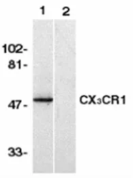 CX3CR1 (N-term) Rabbit Polyclonal Antibody - image 1