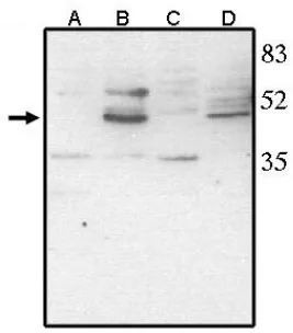 Vsx2 (C-term) Sheep Polyclonal Antibody - image 1